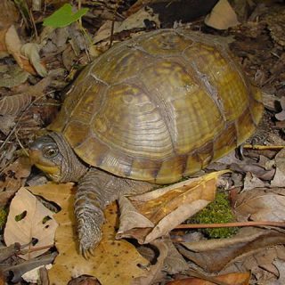 Three-toed Box Turtle Facts and Pictures