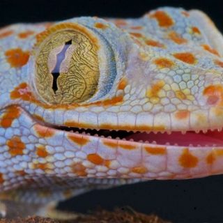 Tokay Gecko Facts and Pictures