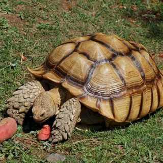 Sulcata Tortoise Facts and Pictures