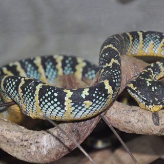 Temple Viper Facts and Pictures