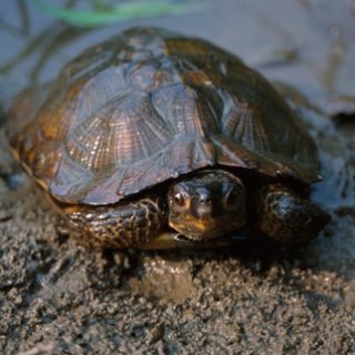 Wood Turtle Facts and Pictures