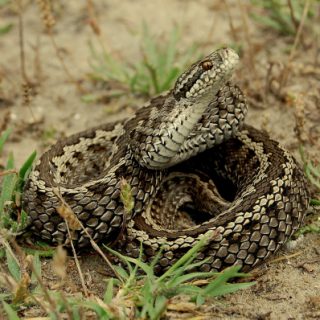 Yellow-Spotted Wolf Snake Facts and Pictures