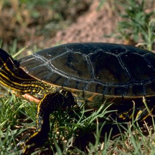 Western Painted Turtle Facts and Pictures