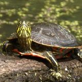 Western Painted Turtle Facts and Pictures