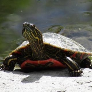 Western Painted Turtle Facts and Pictures