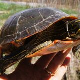 Western Painted Turtle Facts and Pictures