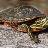 Western Painted Turtle Facts and Pictures