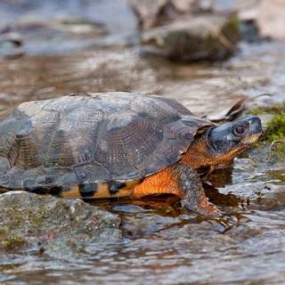 Spiny Softshell Turtle Facts and Pictures