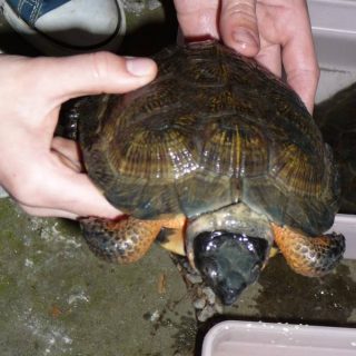 Wood Turtle Facts and Pictures