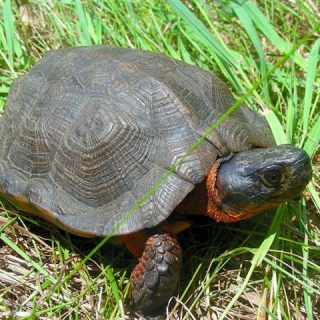 Wood Turtle Facts and Pictures