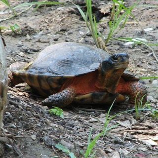 Wood Turtle Facts and Pictures