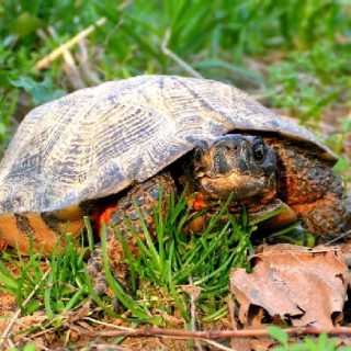 Wood Turtle Facts and Pictures