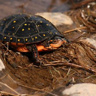 Spotted Turtle Facts and Pictures