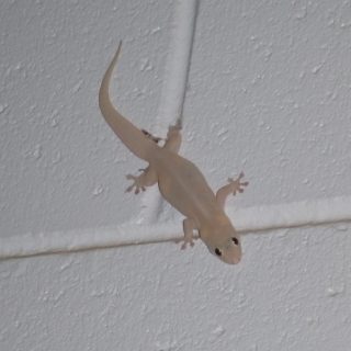 Common House Gecko Facts and Pictures