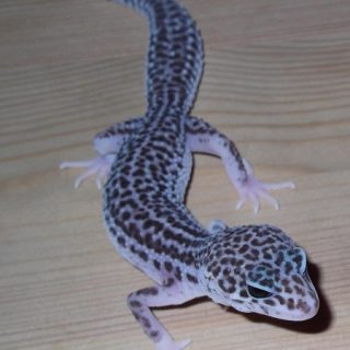 Leopard Gecko Facts and Pictures