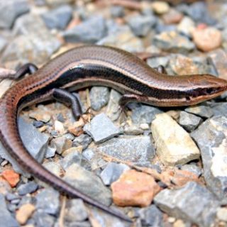 Coal Skink Facts And Pictures