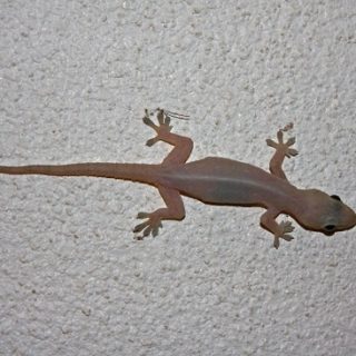 Common House Gecko Facts and Pictures