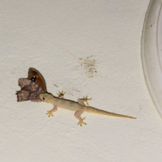 Common House Gecko Facts and Pictures