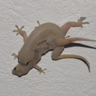 Common House Gecko Facts and Pictures