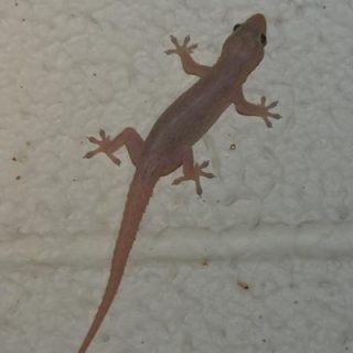 Common House Gecko Facts and Pictures