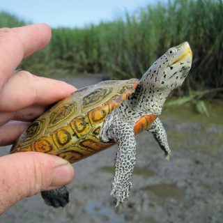 Diamondback Terrapin Facts and Pictures