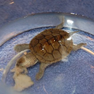 Diamondback Terrapin Facts and Pictures