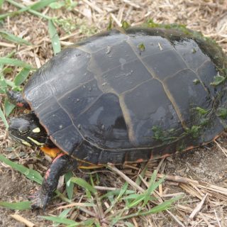 Eastern Painted Turtle Facts And Pictures