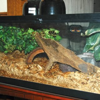 Fire Skink Facts and Pictures