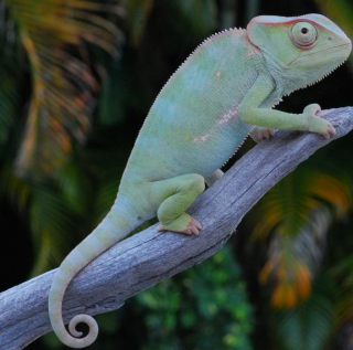 Graceful Chameleon Facts and Pictures