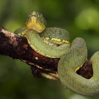 Amazonian Palm Viper Facts and Pictures