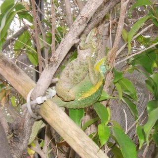 Jackson Chameleon Facts and Pictures