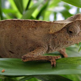 Leaf Chameleon Facts and Pictures