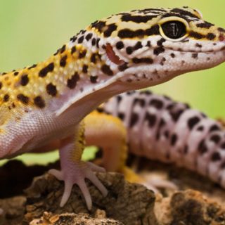 Chinese Cave Gecko Facts and Pictures