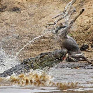 Nile Crocodile Facts and Pictures | Reptile Fact