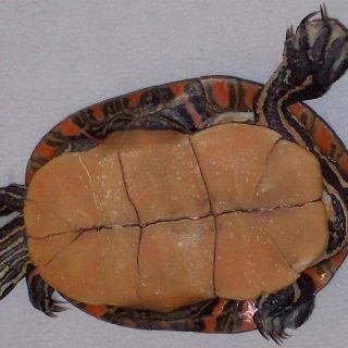 Southern Painted Turtle Facts and Pictures