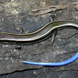 Western Skink Facts and Pictures