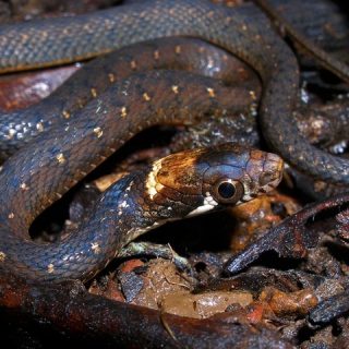 Nilgiri Keelback Facts and Pictures