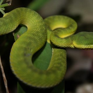 Bamboo Pit Viper Facts and Pictures