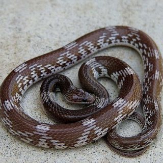 Barred Wolf Snake Facts and Pictures