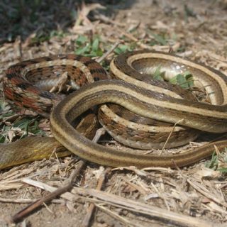 Buff Striped Keelback Facts And Pictures