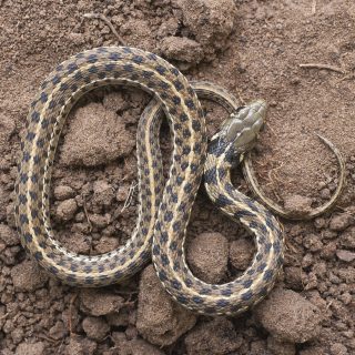 Checkered Garter Snake Facts and Pictures