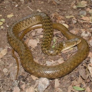 Checkered Keelback Facts and Pictures