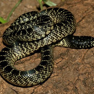 Desert Kingsnake Facts and Pictures