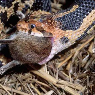 Eastern Fox Snake Facts and Pictures