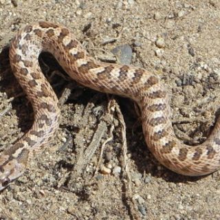 Glossy Snake Facts and Pictures