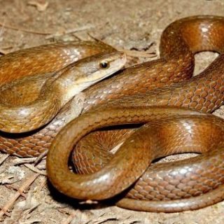 Himalayan Keelback Facts and Pictures