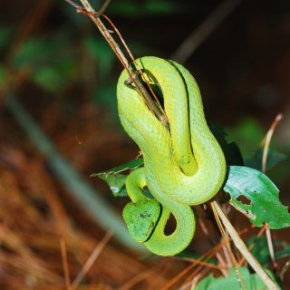 Honduran Palm Viper Facts and Pictures