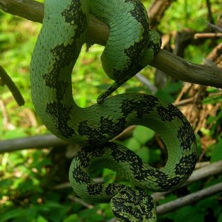 Malabar Pit Viper Facts And Pictures