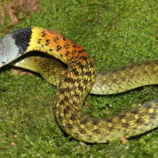 Red-Necked Keelback Facts and Pictures