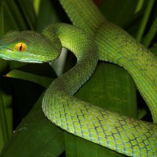 Large-eyed Pitviper Facts and Pictures